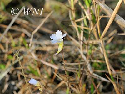 Small Butterwort (Pinguicula pumila)